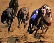 Wimbledon Greyhound Derby