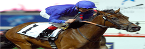 International Horse Racing
