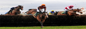 Horse Jumping Races